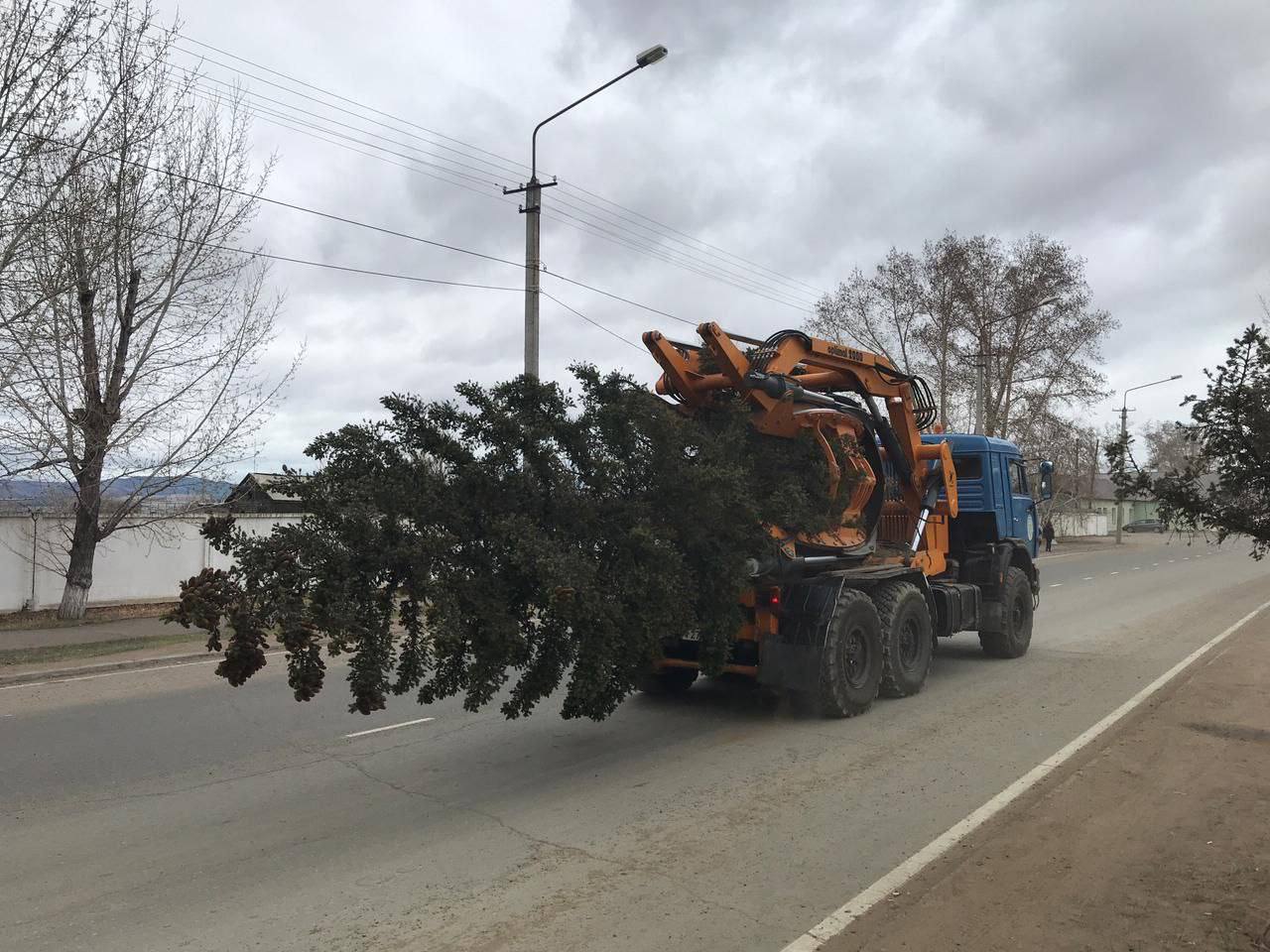 Душанбе пересадка деревьев