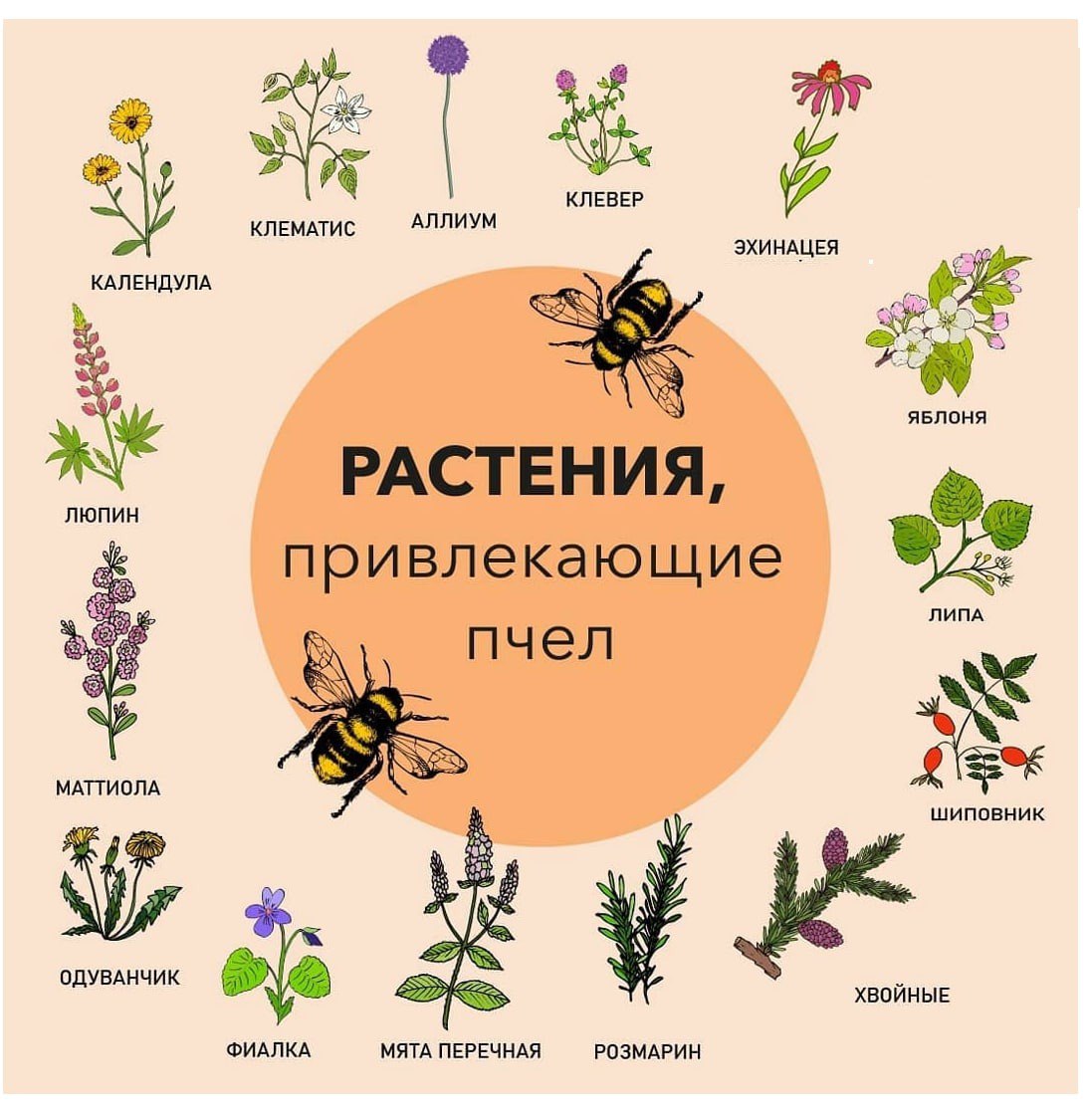 Цветы привлекают пчелы. Пчелы на растениях. Пчела на фиолетовом цветке. Цветы с ароматом для сада. Цветы привлекают пчелы.