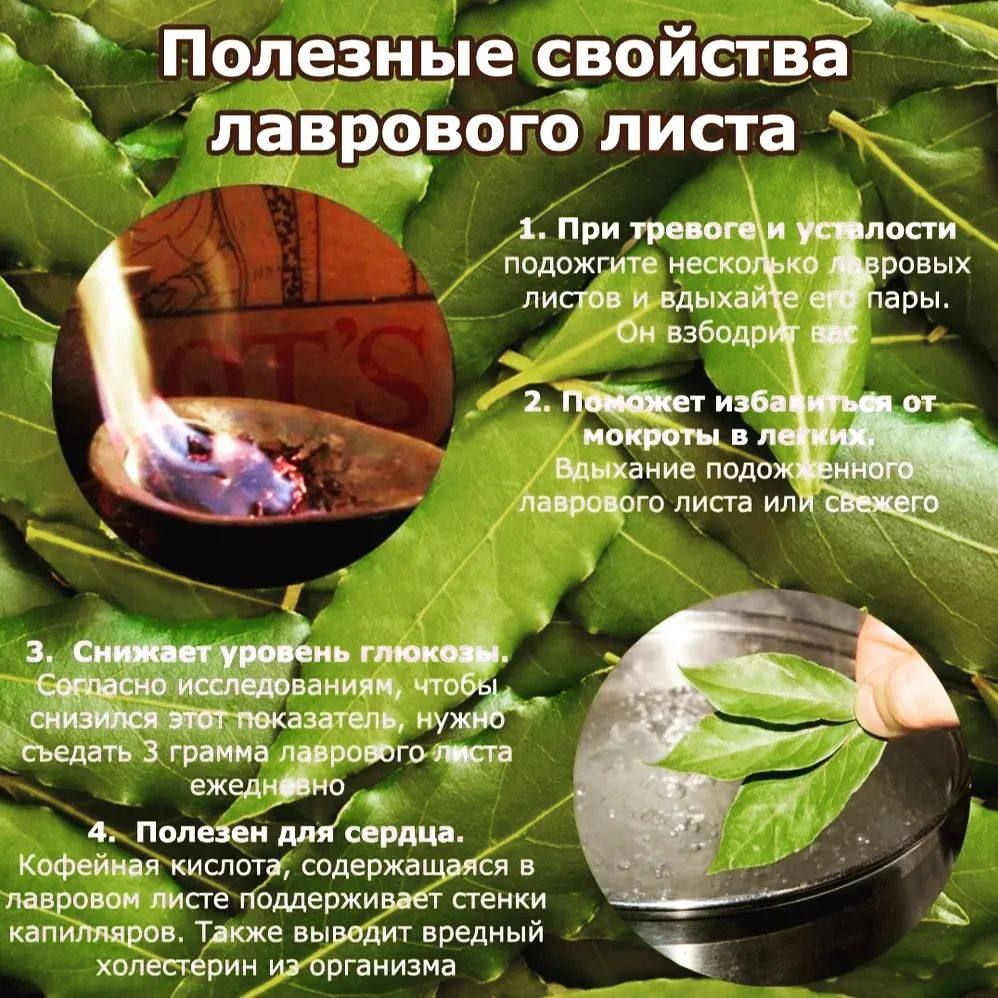 Чем полезен лавровый лист. Листья лавра благородного. Полезен лавровый лист. Чем полезен лавровый лист. Чем полезен лавровый лист.