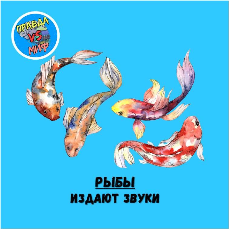 белуга мем. что издает звук. какие звуки издает рыба. интересные факты о звуке для детей. звуки рыб.
