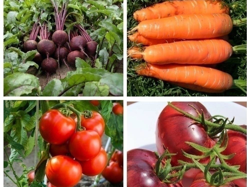Какие овощи любят золу. Томат сладкая свекла. Дачник. Прикольный посев свеклы и моркови. Томат любимый размер.