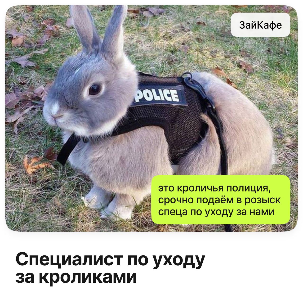 Зайкафе москва отзывы