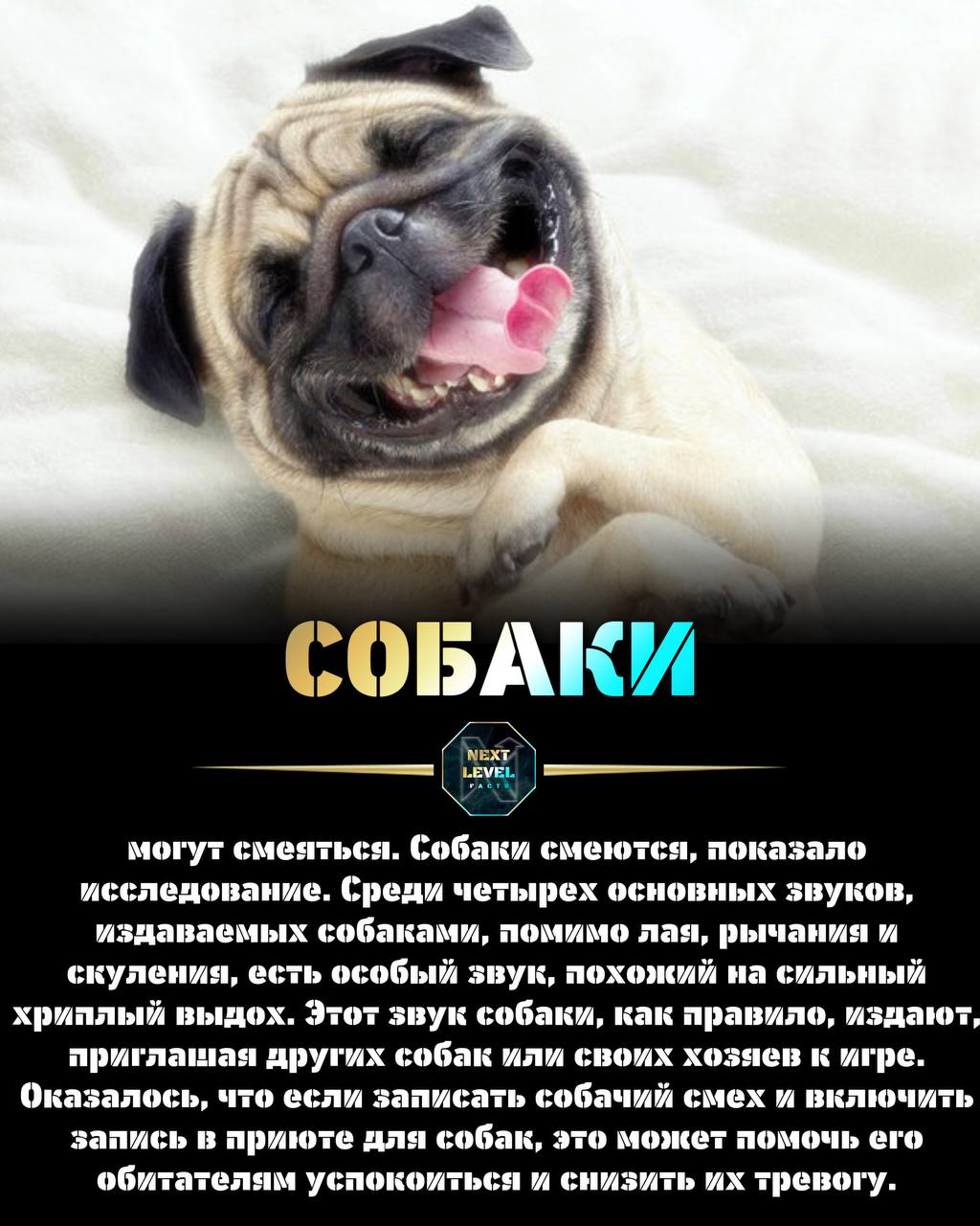 Звук который издает собака. Собака с раскрытой пастью. Кто может лаять кроме собаки. Собака гавкает. Звук который издает собака.