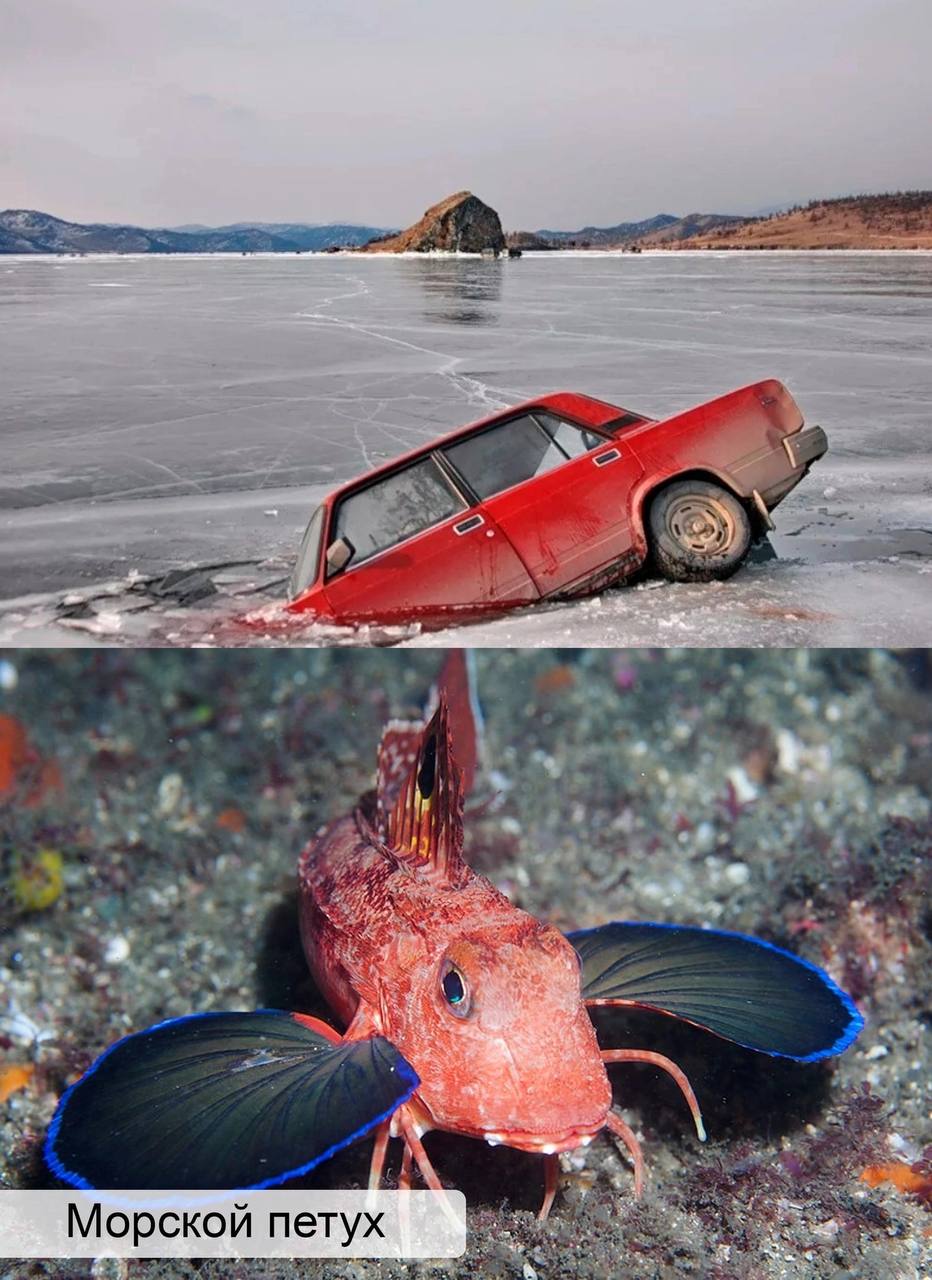 Морской петух