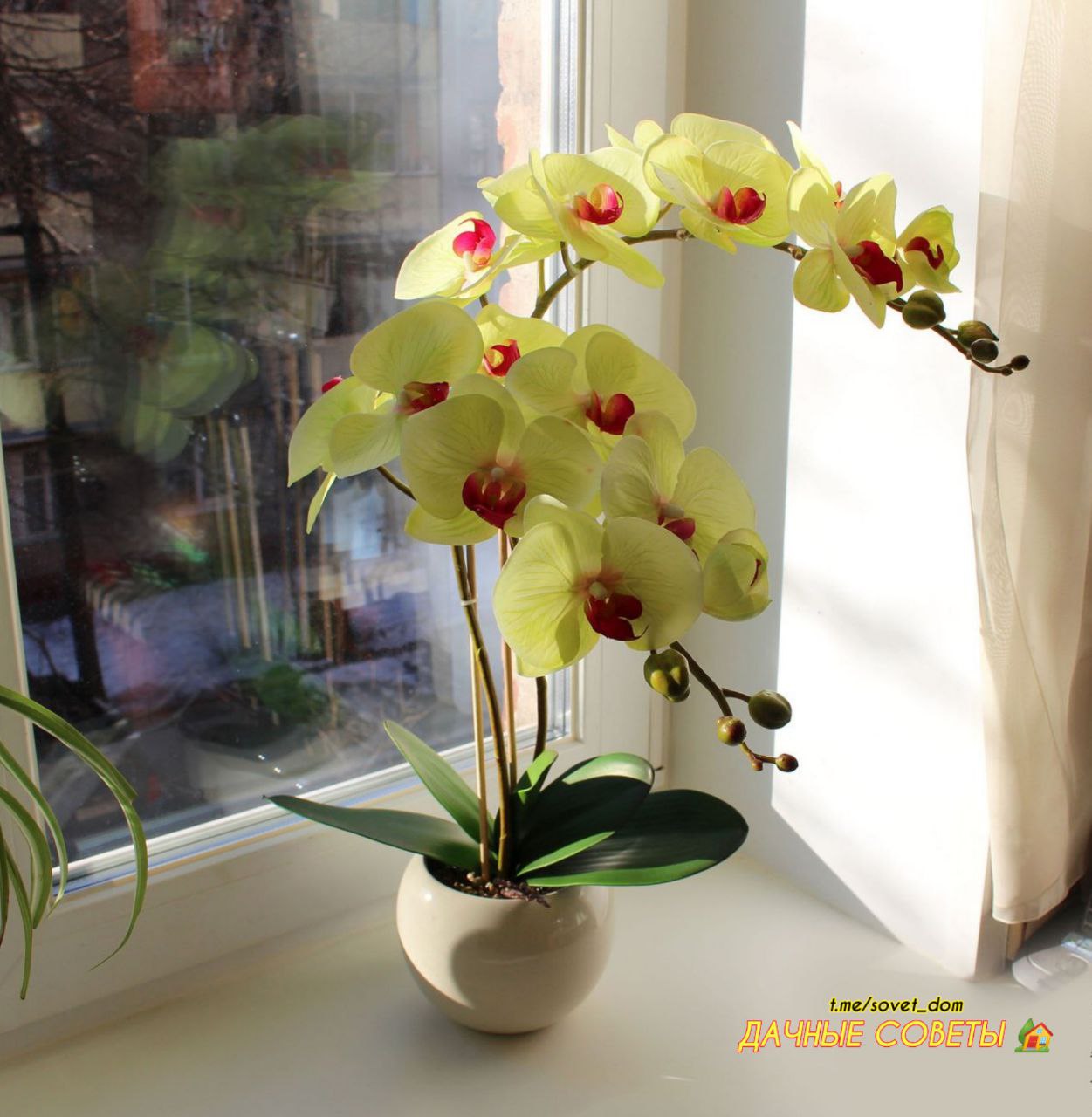 Орхидея в горшке желтеют листья. Комнатный цветок Орхидея фаленопсис. Жёлтая Орхидея фаленопсис. Фаленопсис Алексия. Орхидея фаленопсис в горшке.