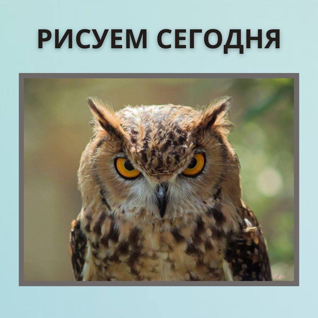 Кот Сова Фото