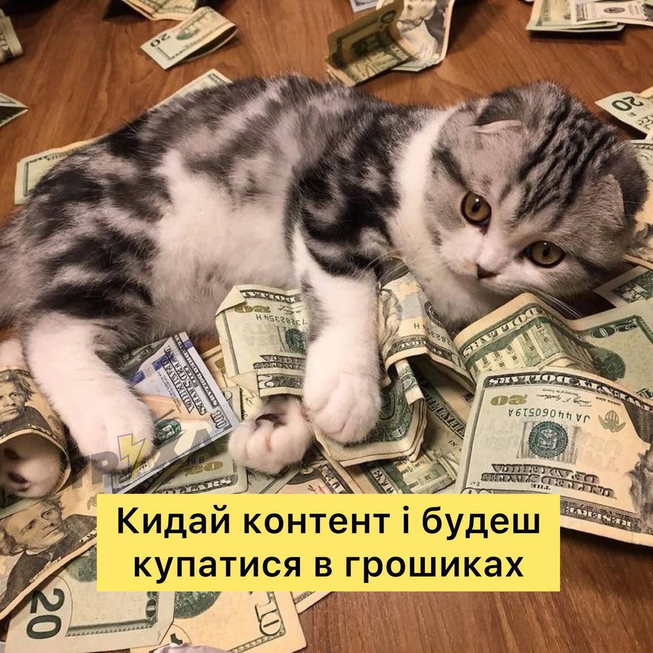 Casino cat official money cat fun. Котик с деньгами. Денежная кошка. Богатый кот. Милые кошечки и деньги.