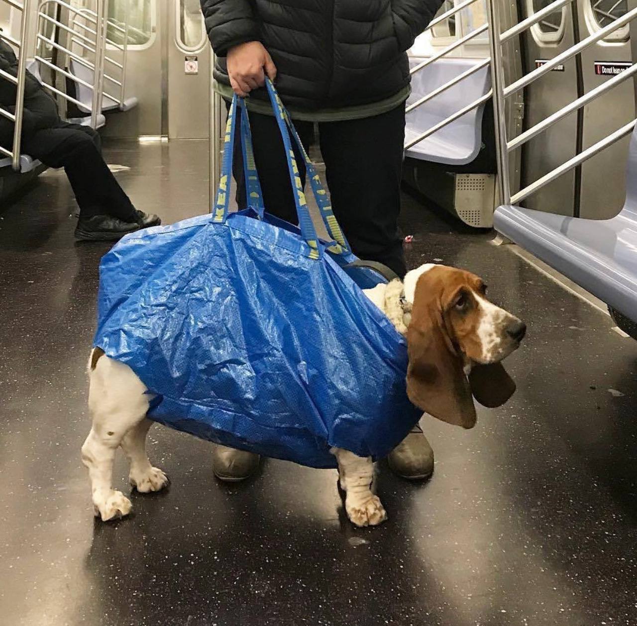 Собаки в сумках в метро Нью-Йорка