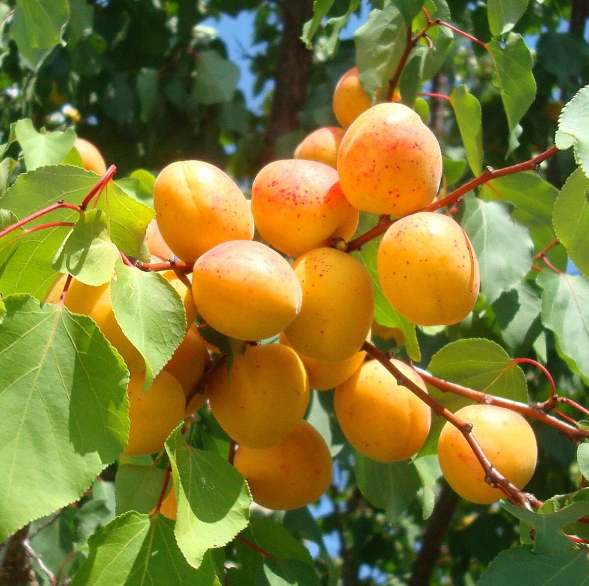 картинки абрикосового дерева
