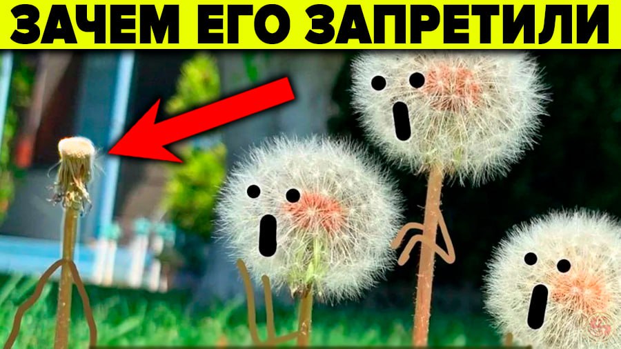 Запретили одуванчики и мяту на дачах. Почему запретили одуванчики. Почему запретили одуванчики. Штраф за сорняки на участке. Почему одуванчики горькие.