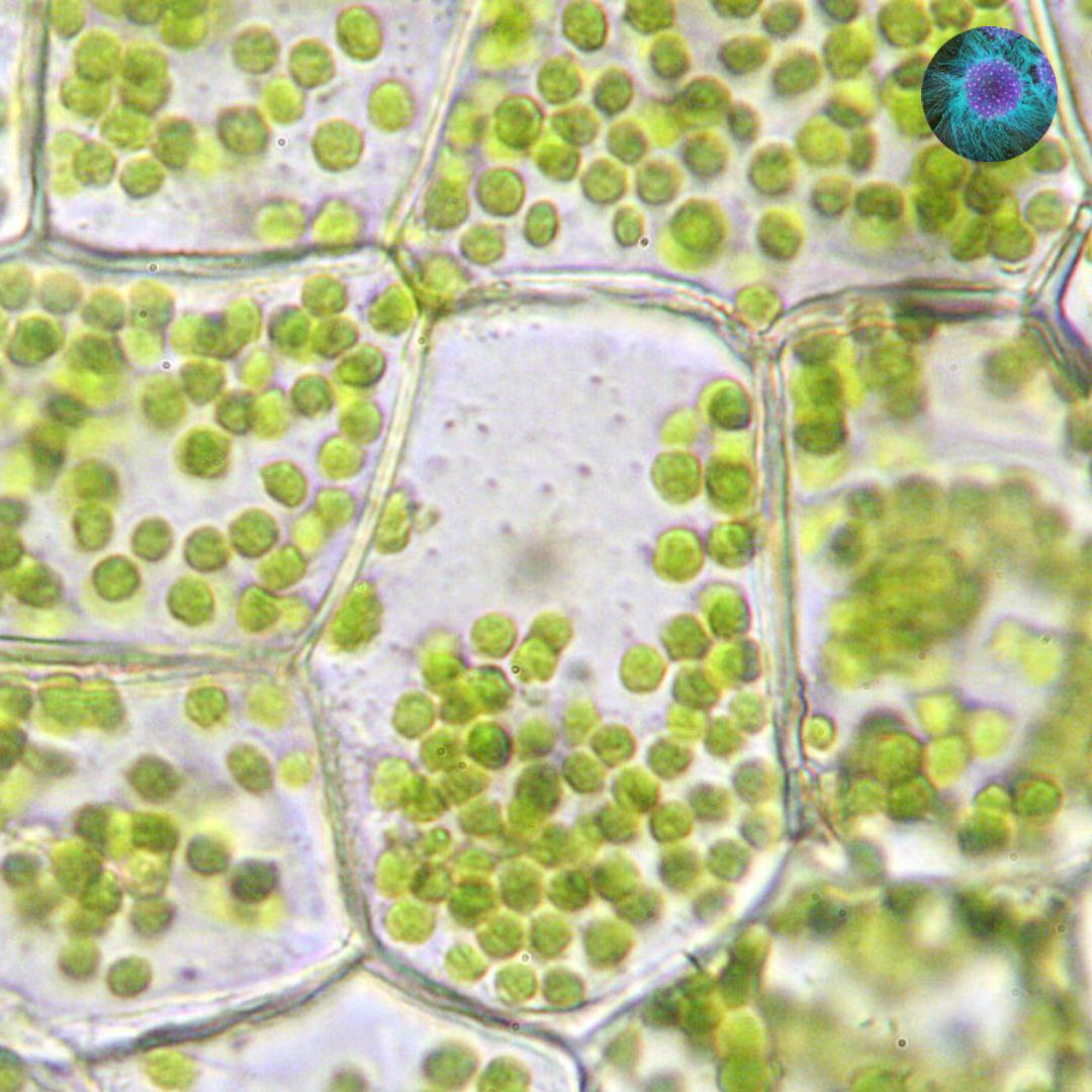 Хлорофиллы цианобактерий. Хлоропласты в листе валлиснерии. Строение клетки листа валлиснерии. Хлоропласты листа под микроскопом. Валлиснерия строение клетки.