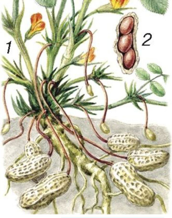 Арахис бобовое растение. Арахис двудольные. Арахис культурный семейство бобовых. Арахис двудольные. Арахис двудольные.