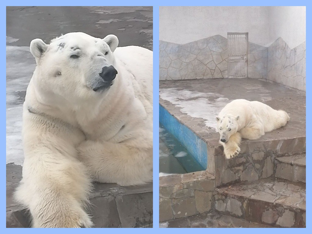 Потерянного белого медвежонка увезли в зоопарк Красноярска