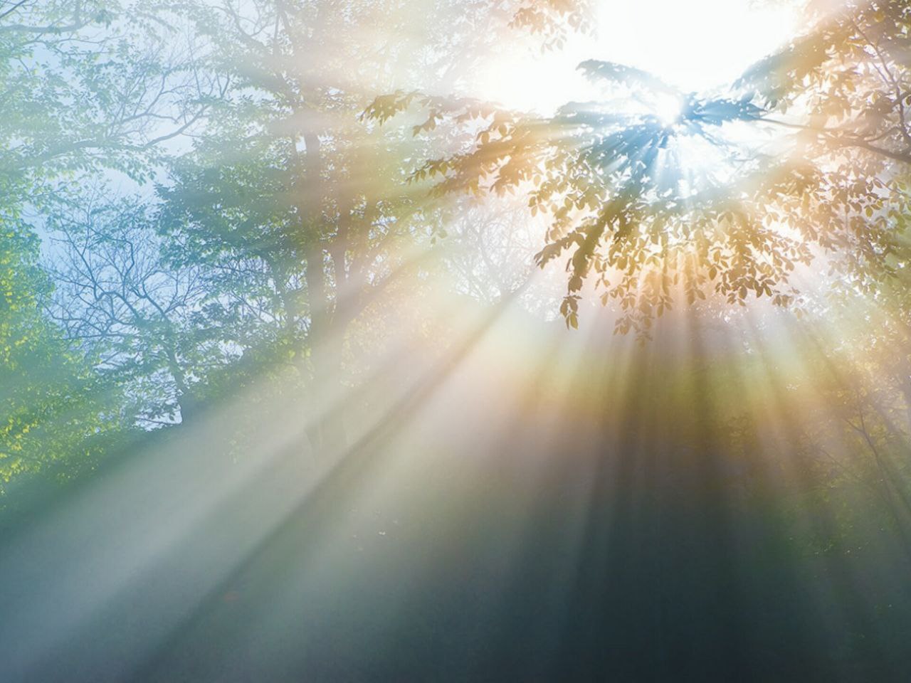 Много солнца. Лучи солнца. Солнце нежно пригревающее нас сверкало лучами. Теплое солнце. "солнце в лесу".