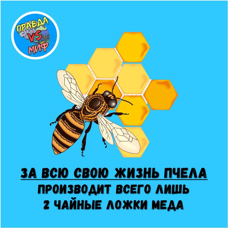 Правда меда. Что производят пчелы. Сколько мёда производит пчела за свою жизнь одна. Что производят пчелы кроме меда