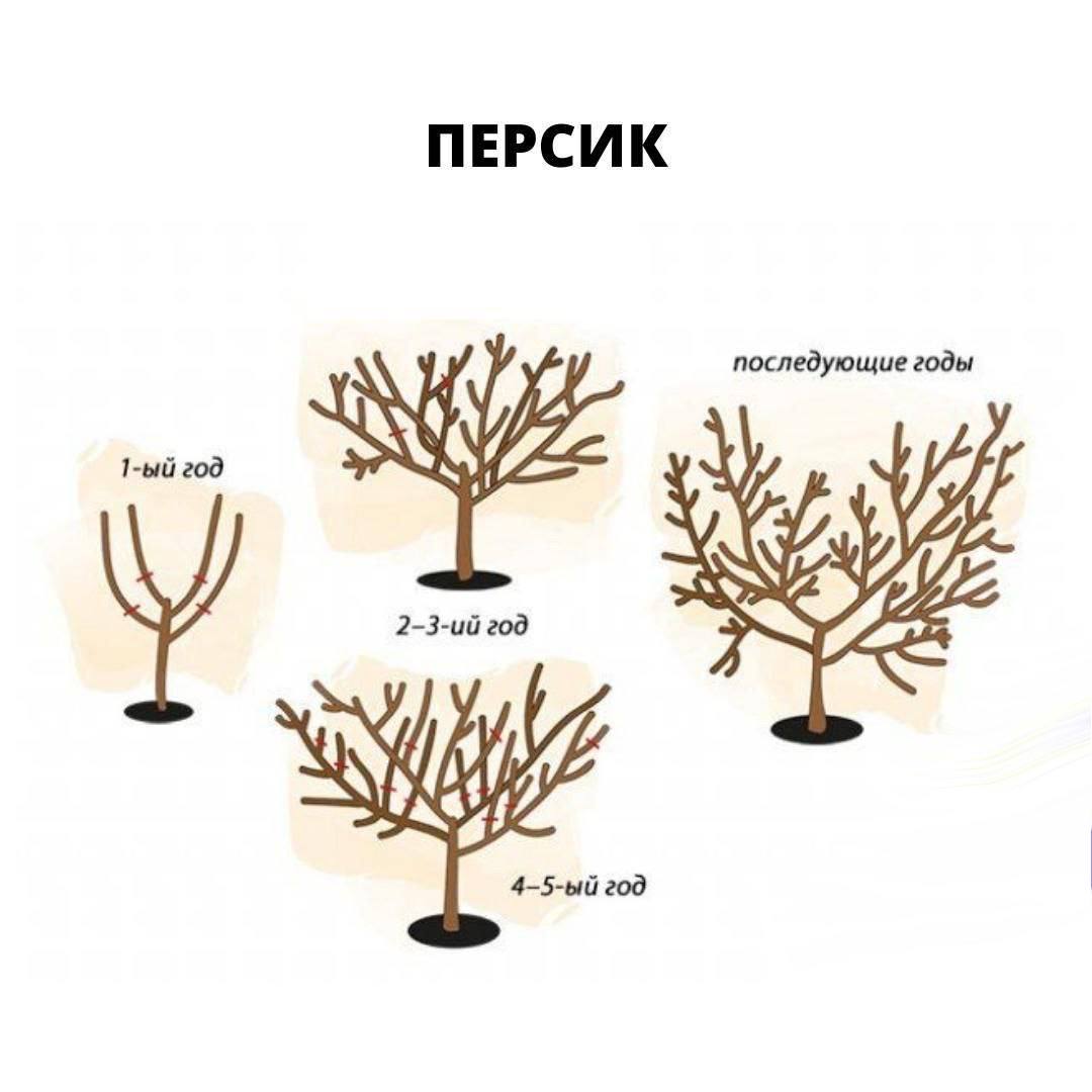 Нужно ли обрезать абрикос. Схема обрезки персика весной. Обрезка абрикоса схема. Схема подрезки плодовых деревьев. Обрезка абрикоса весной схема.