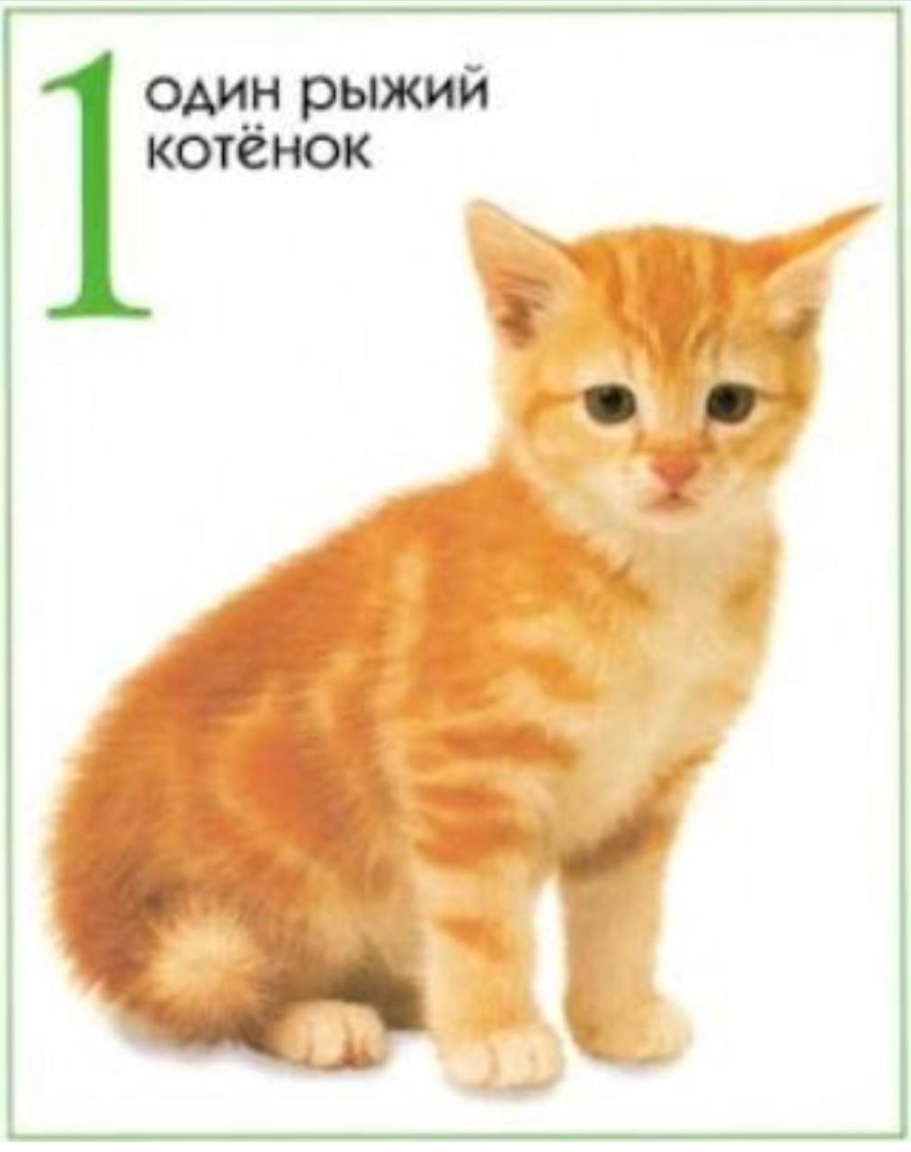 Развивающие карточки рыжий кот. Рыжий кот карточки. Магнитные слова на стенде. Разноцветные карточки с цифрами. Рыжий кот обучающие карточки.