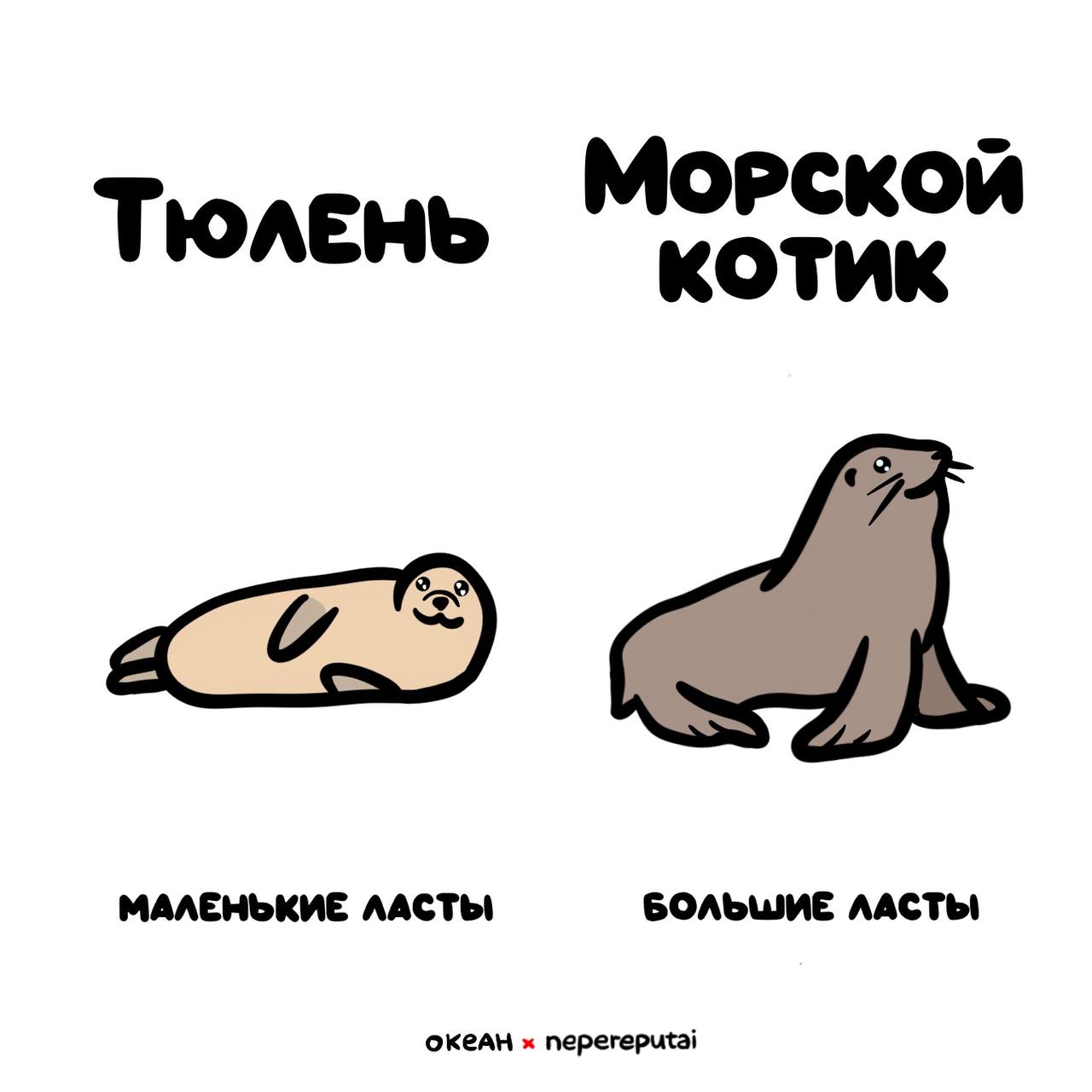 Нет Не Путаю Нет Не Путаю