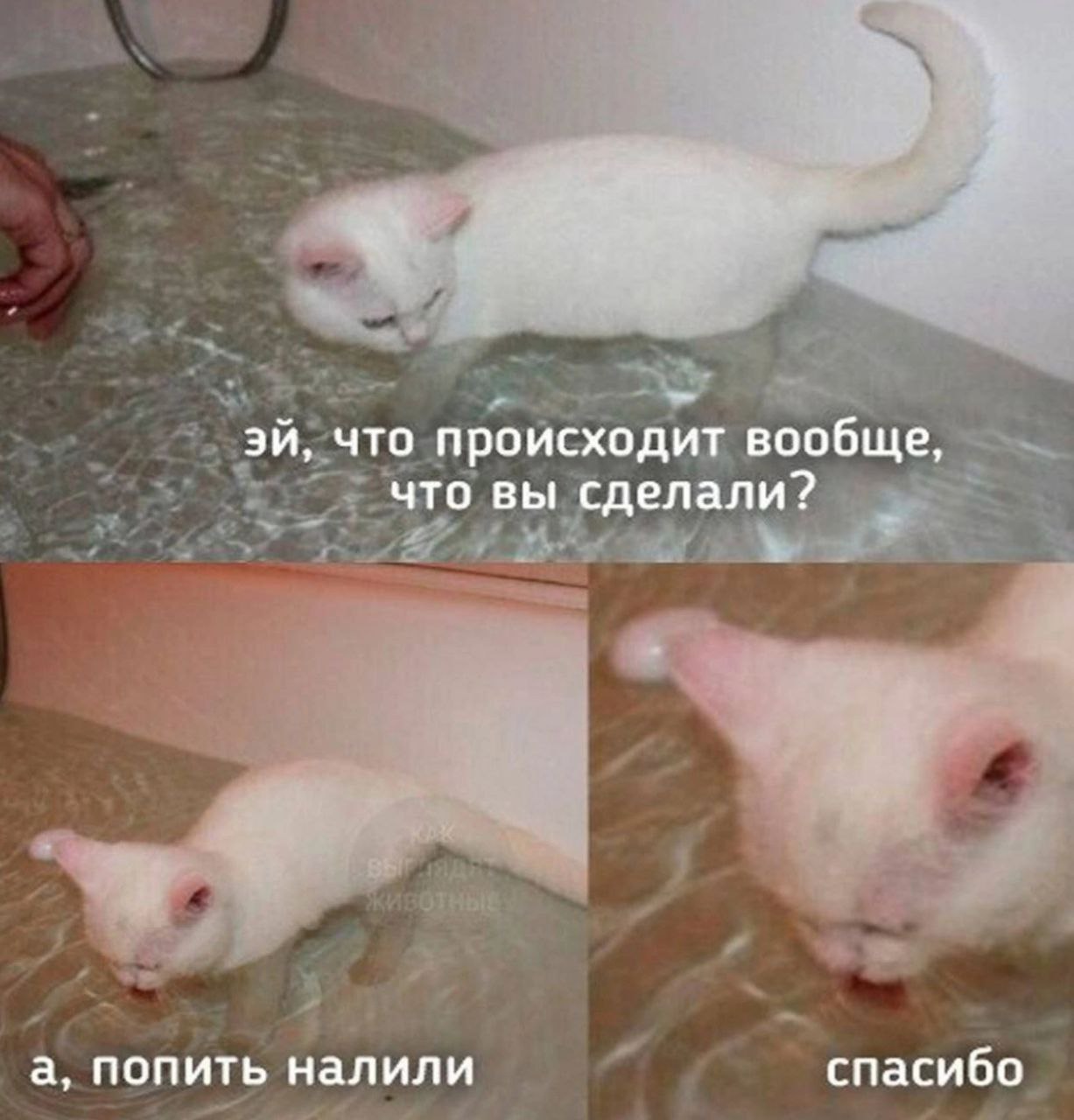 Что произошло совсем не понимаю. Попить налили Мем кот. А попить налили спасибо. Кот в ванной попить налили. Кот в ванне.Мем попить налили.