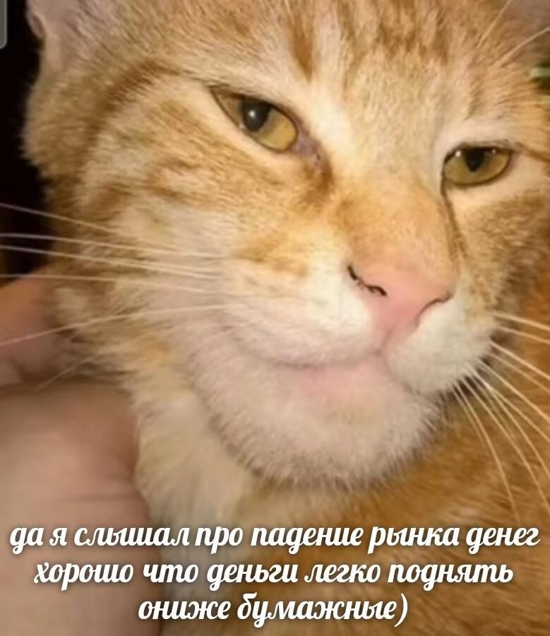Минутка позитива: какой вы котик по знаку Зодиака? Ч.1 Мир Тестов Дзен